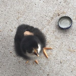 Meet your Posher, Rolando